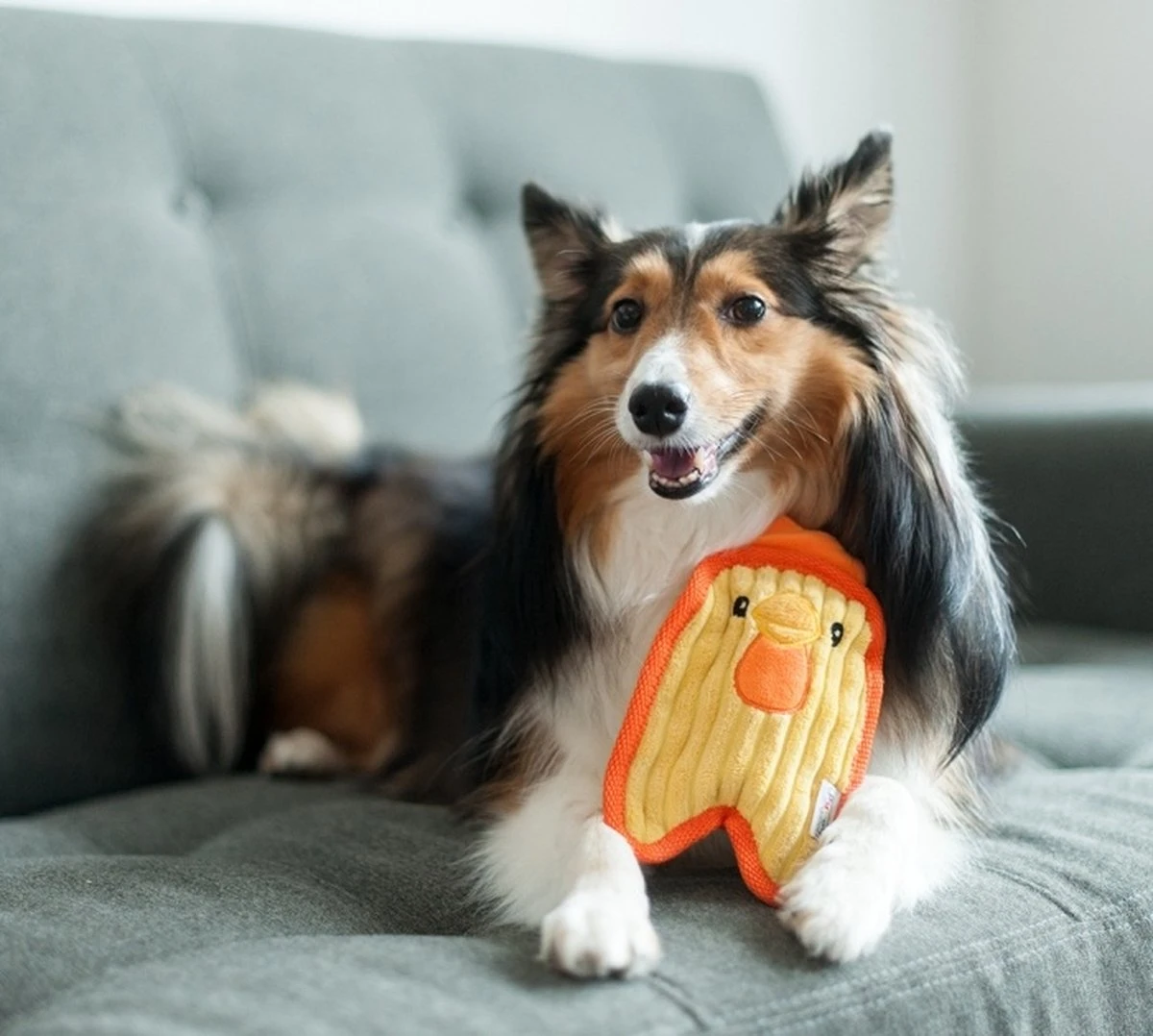 Stevige Knuffel Voor Kleine Honden Met Jumbo Pieper – Outward Hound Invincibles – Chicky Geel / Penguin Blauw Of Puppy Bruin – Chicky Geel 1 Stevige Knuffel Voor Kleine Honden Met Jumbo Pieper – Outward Hound Invincibles – Chicky Geel / Penguin Blauw Of Puppy Bruin – Chicky Geel