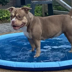 Hondenbadje – Zwembad Voor Hond En Kind – Hondenbad Met Sproeiers – Hondenzwembad 150 Cm