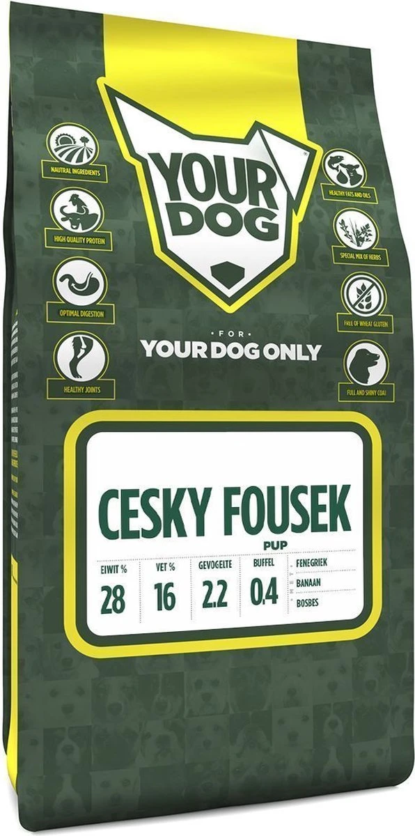 Cesky Fousek 1 Cesky Fousek