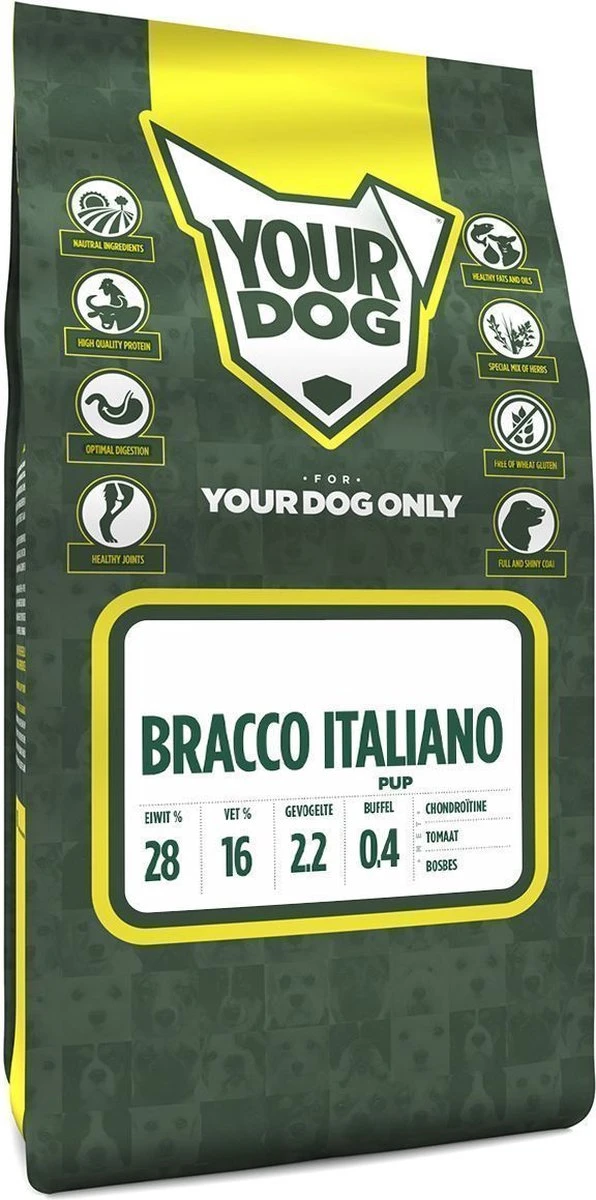 Bracco Italiano 1 Bracco Italiano