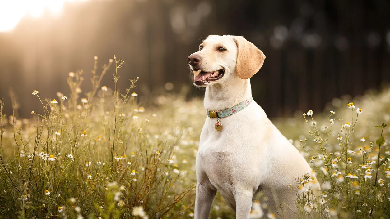 Goedkope Zorg Beest Winkel -Goedkope Zorg Beest Winkel dog spring 1